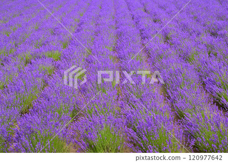 薰衣草田 120977642