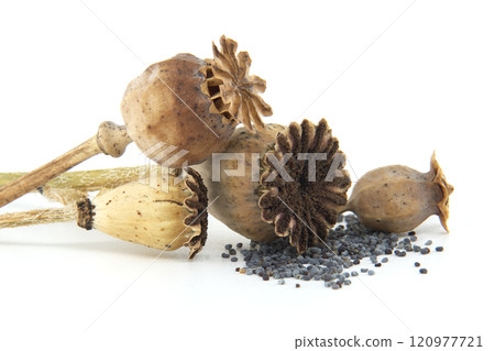 Close-Up of Dried Poppy Pods and Seeds on White Background 120977721