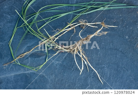 Field bindweed, lat. Convolvulus arvensis pulled  from the ground with roots. 120978024