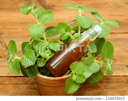 Homemade syrup made from fresh leaves of Plectranthus (Coleus) amboinicus, lemon slices and brown sugar. 120978025