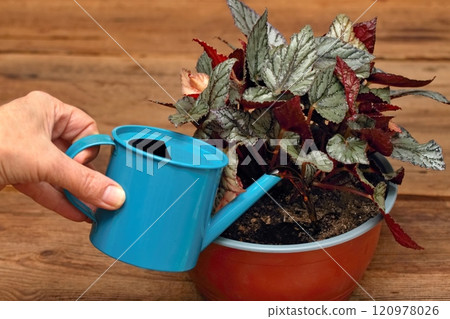 Gardener fertilizers plant in a flower pot with earthworms juice. Gardener fertilizers plant in a flower pot with earthworms juice. 120978026