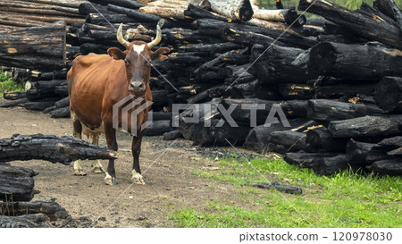 portrait of a red cow against the background of a burnt farm, on a cloudy day 120978030