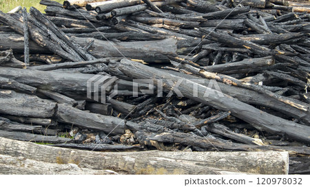 burnt tree trunks after a forest fire, background, texture 120978032