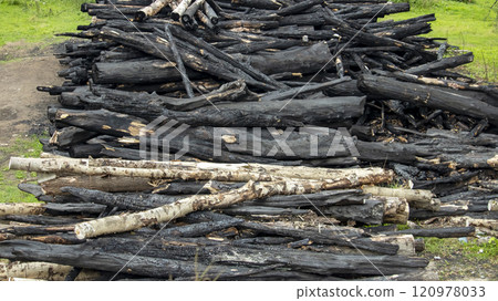 burnt tree trunks after a forest fire, background, texture 120978033