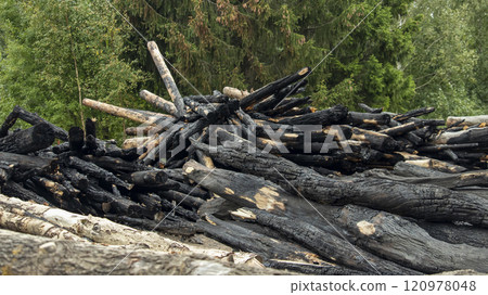 burnt tree trunks after a forest fire, background, texture 120978048