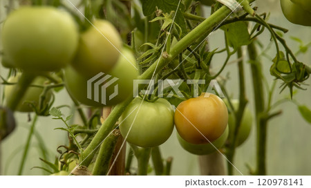 fruits of unripe tomatoes hang on a branch of a bush, backgrounds fruits of unripe tomatoes hang on a branch of a bush, backgrounds 120978141