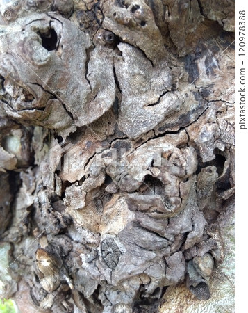 Plane tree trunk (close-up) 120978388