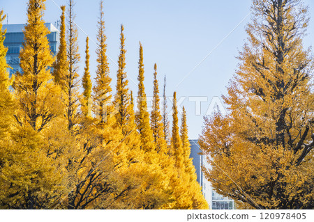 Autumn in Tokyo: Ginkgo trees line the outer gardens of Meiji Shrine [Minato Ward, Tokyo] 120978405