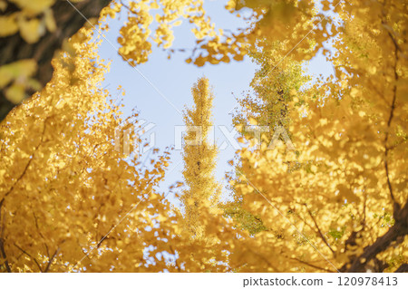 Golden ginkgo leaves [Autumn image] 120978413