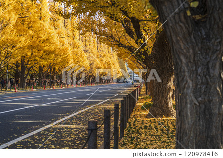 秋天的東京：明治神宮外苑的銀杏樹[東京都港區] 120978416