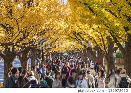 秋天的東京：明治神宮外苑的銀杏樹[東京都港區] 120978420