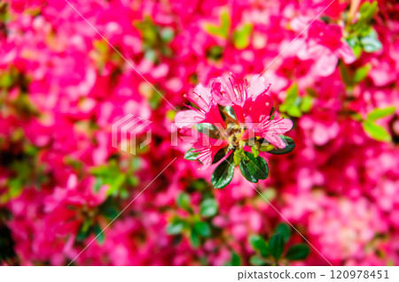 杜鵑花的花 杜鵑花的花 120978451