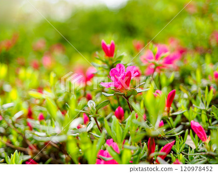 Azalea's flower 120978452