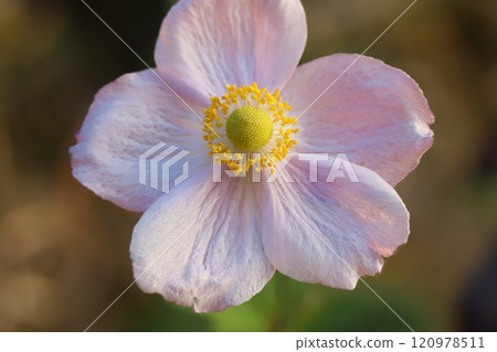 Pale pink flowers of an anemone blooming in an autumn garden 120978511