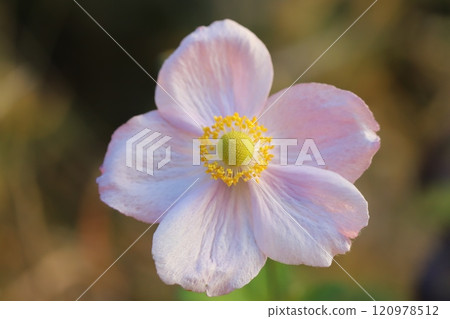 Pale pink flowers of an anemone blooming in an autumn garden 120978512