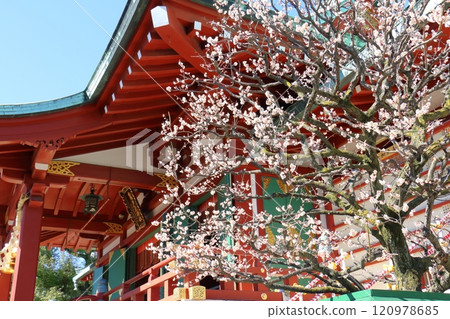 東京都江東區龜戶天神梅花節 東京都江東區龜戶天神梅花節 120978685