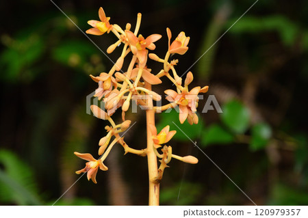 血紅肉果蘭 120979357