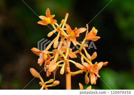 Tsuchiakabe 120979358