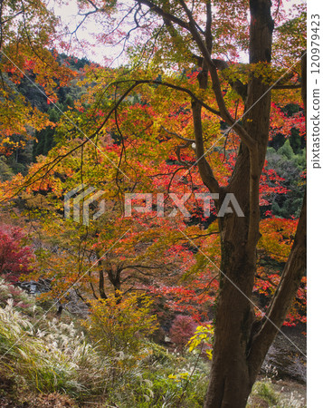 養老谷的秋葉 120979423