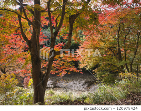 養老谷的秋葉 120979424