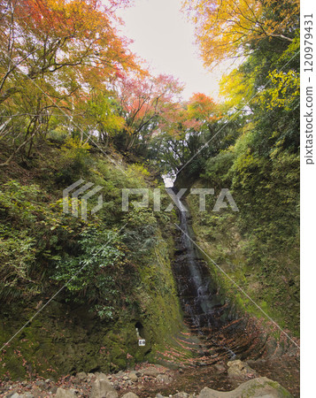 養老谷的秋葉 養老谷的秋葉 120979431
