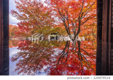 Autumn in Kyoto: Myokakuji Temple (Myokakuji) - Hosshi-en Garden surrounded by autumn leaves 120979528