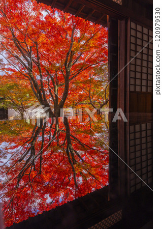 秋天的京都、妙覺寺（妙覺寺）、紅葉覆蓋的寶修園 120979530