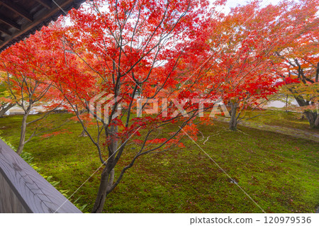 秋天的京都、妙覺寺（妙覺寺）、紅葉覆蓋的寶修園 120979536