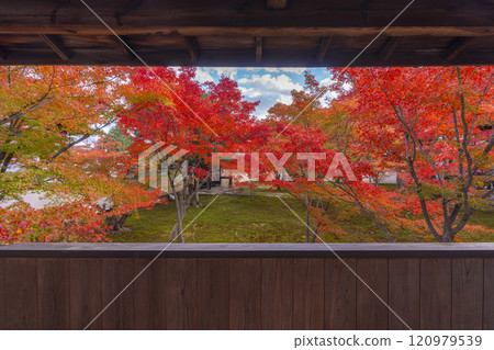 秋天的京都、妙覺寺（妙覺寺）、紅葉覆蓋的寶修園 120979539