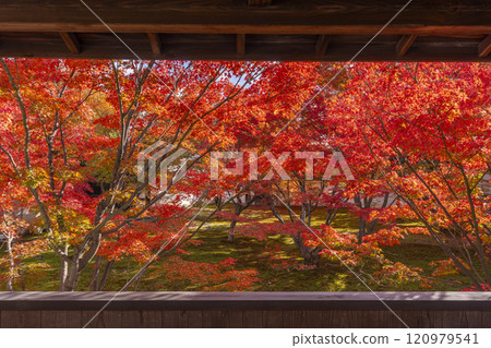 Autumn in Kyoto: Myokakuji Temple (Myokakuji) - Hosshi-en Garden surrounded by autumn leaves 120979541