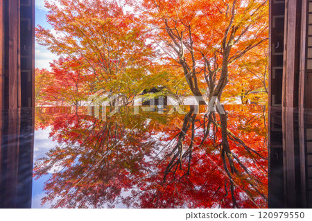 秋天的京都、妙覺寺（妙覺寺）、紅葉覆蓋的寶修園 120979550