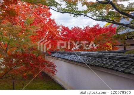 秋天的京都、妙覺寺（妙覺寺）、紅葉覆蓋的寶修園 120979560