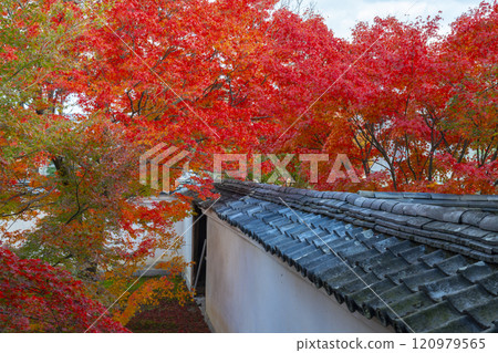 秋天的京都、妙覺寺（妙覺寺）、紅葉覆蓋的寶修園 120979565