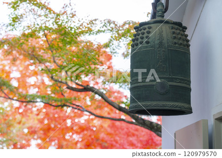 京都的秋天，妙覺寺（妙覺寺），秋葉和寺鐘 120979570