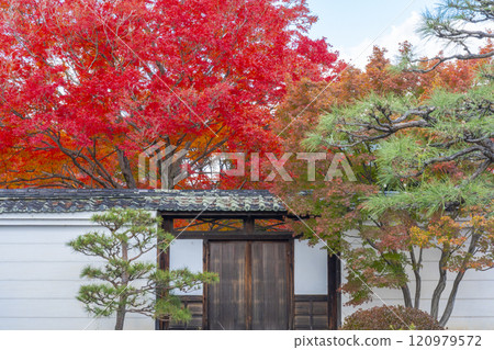 Autumn in Kyoto: Myokakuji Temple (Myokakuji) - Bright red maples and gate 120979572