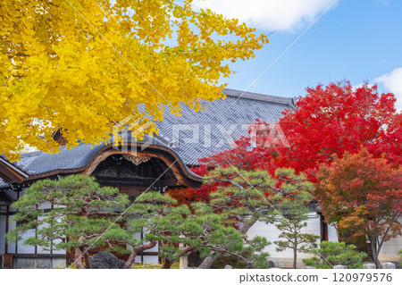 Autumn in Kyoto: Myokakuji Temple (Myokakuji) - Contrast of maple and ginkgo trees 120979576