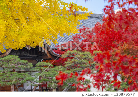 Autumn in Kyoto: Myokakuji Temple (Myokakuji) - Contrast of maple and ginkgo trees 120979577