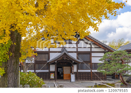 京都的秋天，妙覺寺（妙覺寺），宏偉的大銀杏樹和北條 120979585