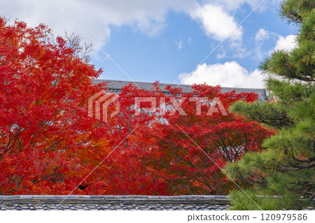 京都的秋天，妙覺寺（妙覺寺），鮮紅的楓樹和主殿屋頂 120979586