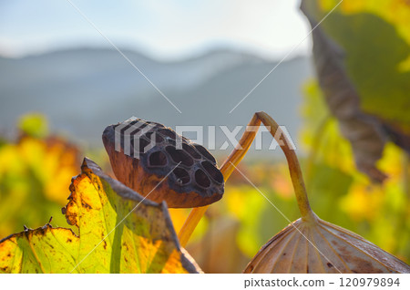 Lotus flower thalasso [Asahi] 120979894