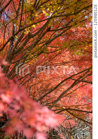 Autumn leaves on the old road 120980128