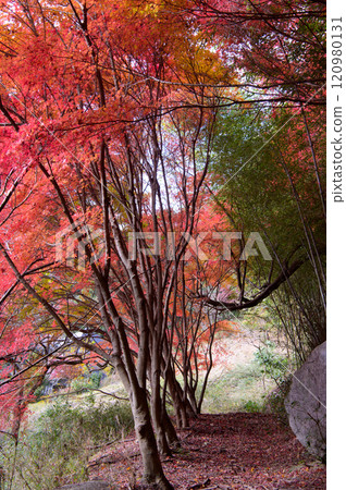 古道上的秋葉 120980131