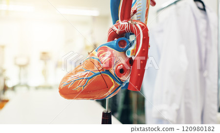Heart, anatomy and medical model of organ for cardiology, learning and education in hospital. University, cardiovascular and study with blood circulation demonstration for doctor training in Japan 120980182