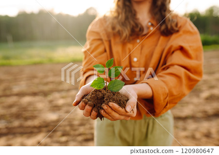 A woman agronomist protects a young plant in the field. Organic gardening, ecology concept. A woman agronomist protects a young plant in the field. Organic gardening, ecology concept. 120980647
