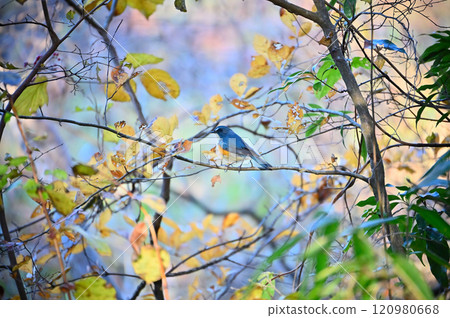 棲息在樹枝上的野鳥，藍尾紅尾鴝（雄性） 120980668