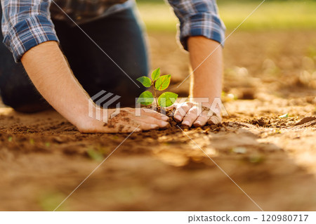 Farmer's hands plant, grow plants growing in fertile soil. The concept of conservation. 120980717