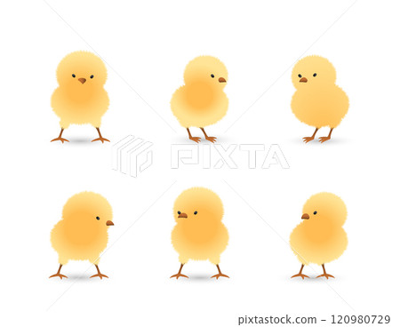 Chicks standing set 120980729