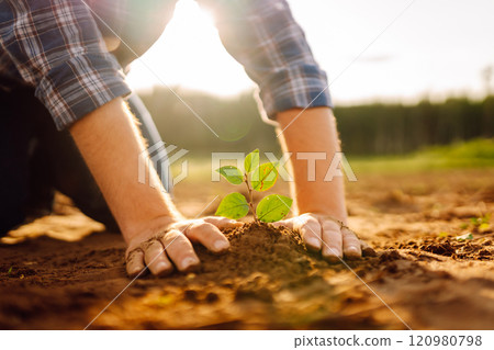 Farmer's hands plant, grow plants growing in fertile soil. The concept of conservation. 120980798