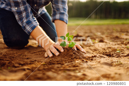 Farmer's hands plant, grow plants growing in fertile soil. The concept of conservation. 120980801