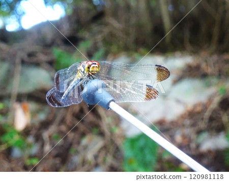 Dragonfly on a car antenna Dragonfly on a car antenna 120981118